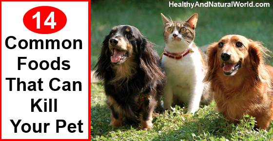 14 Common Foods that Can Kill Your Pet