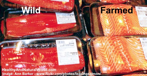 Farmed Salmon Vs Wild Salmon And Why Wild Salmon Is Better