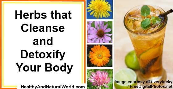 Herbs That Cleanse And Detoxify Your Body