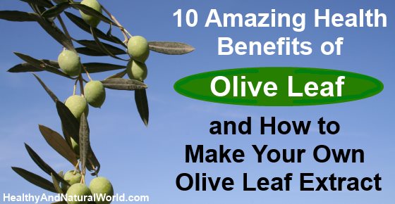 10 Amazing Health Benefits of Olive Leaf and How to Make Your Own Olive ...