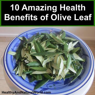 10 Amazing Health Benefits of Olive Leaf and How to Make Your Own Olive ...