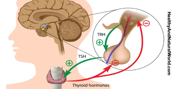 8-natural-remedies-to-treat-hypothyroidism