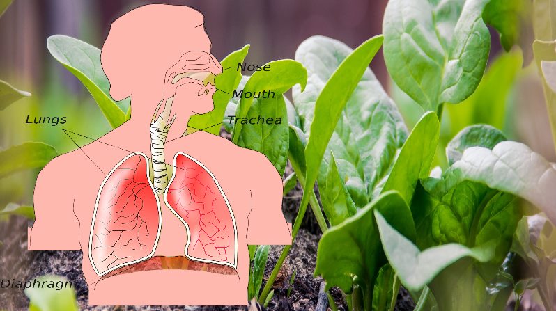 17 Best Foods For Healthy Lungs Detox And Cleanse With