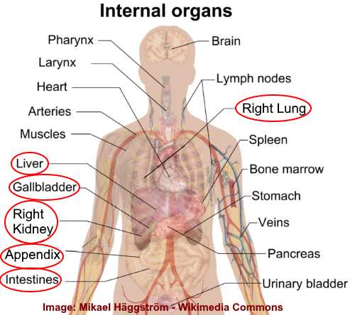 Pain On Right Side Causes Treatments And When To See A Doctor