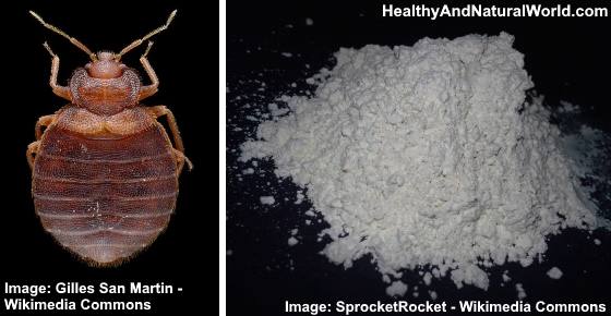 Bed Bug Powder: How to Use It Effectively to Get Rid of Bed Bugs