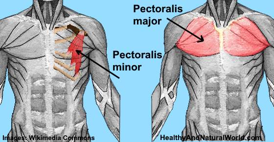 Pulled Muscle In Chest Causes Symptoms And Treatment