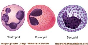 Immature Granulocytes (igs): What They Are And What Ig Count Means