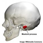 Mastoid Process: Location, Function and Pain