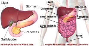 Gallbladder Removal Side Effects (including Weight Loss Or Gain)