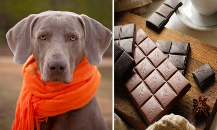 14 Human Foods That Can Harm or Even Kill Your Beloved Dog or Cat