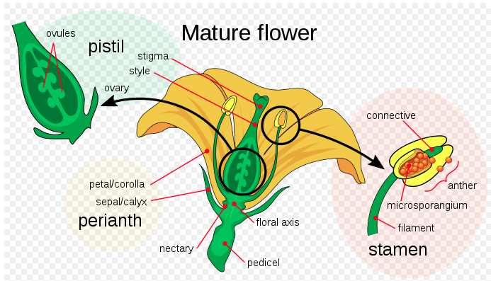 Parts Of Flower And Plant Pistil Sepal Stamen And More With Diagrams