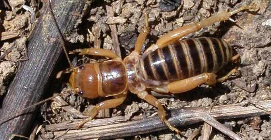 potato-bug-bite-facts-about-potato-bug-jerusalem-cricket-and-more