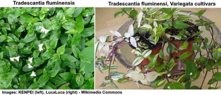 Wandering Jew Plant Tradescantia Or Spiderwort Care Types And More