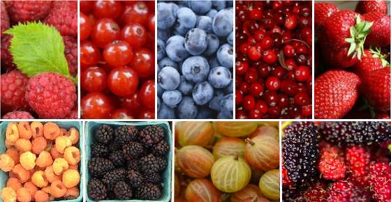 23-types-of-berries-list-of-different-kinds-of-berries-and-their-benefits