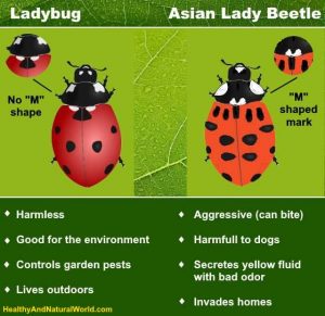 Types of Ladybugs: Classification, Asian Lady Beetle Vs. Ladybug