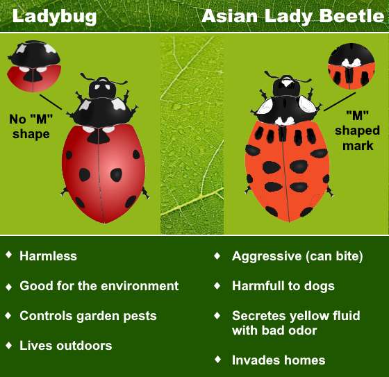 types-of-ladybugs-including-asian-lady-beetle-vs-ladybug