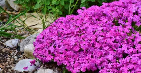 17 Great Ground Cover Plants for Full Sun (Including Pictures)