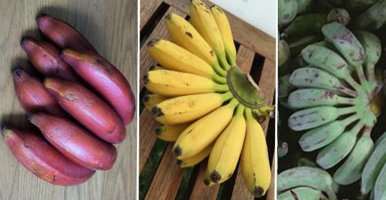 Types of Bananas: Cavendish, Red, Mini, Plantain and More Varieties