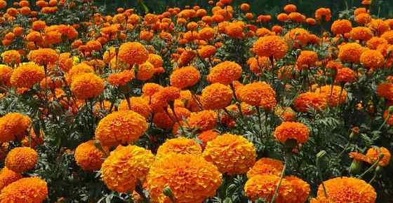 Types of Orange Flowers: Stunning Orange Flowering Plants