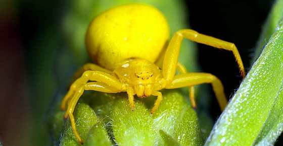 Types of Spiders With Identification Guide (Pictures, Names, Charts)