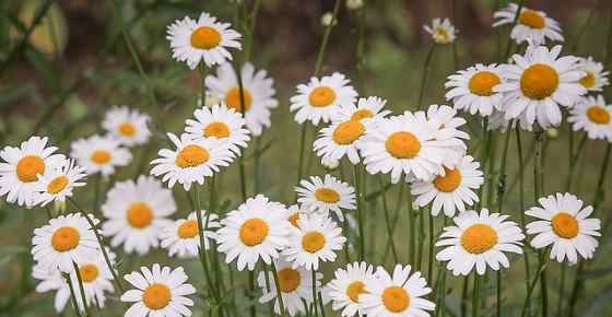 Types Of Daisies Amazing Varieties Of Daisy Flowers With Pictures 0379