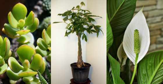 Plants that Bring Good Luck Prosperity and Fortune Lucky  
