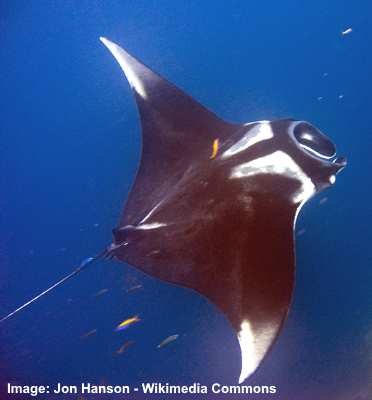 giant oceanic manta ray eye