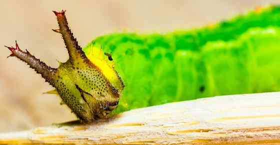 download large green horned caterpillar