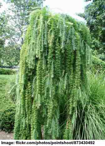 Small or Dwarf Weeping Trees for Landscaping (With Pictures)